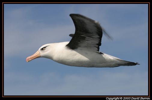 Albatross