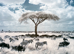 serengeti ir