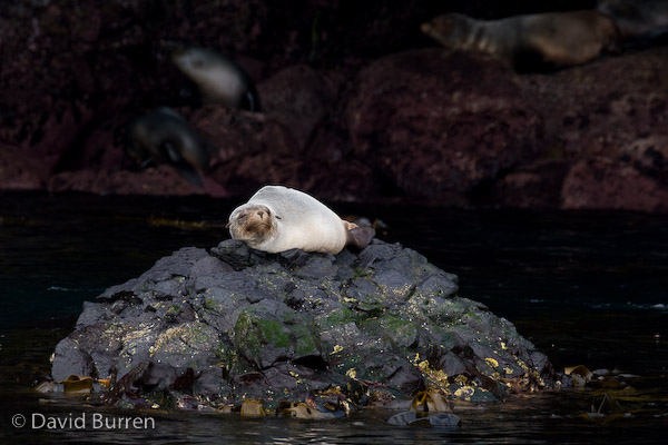 Fur seal relaxing