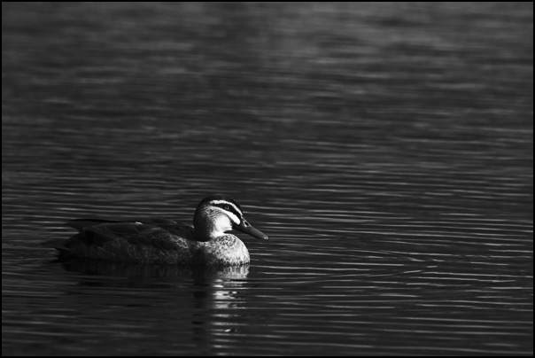 Black Duck in IR